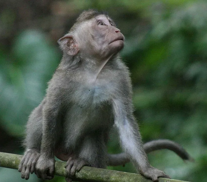 History of The Ubud Monkey Forest